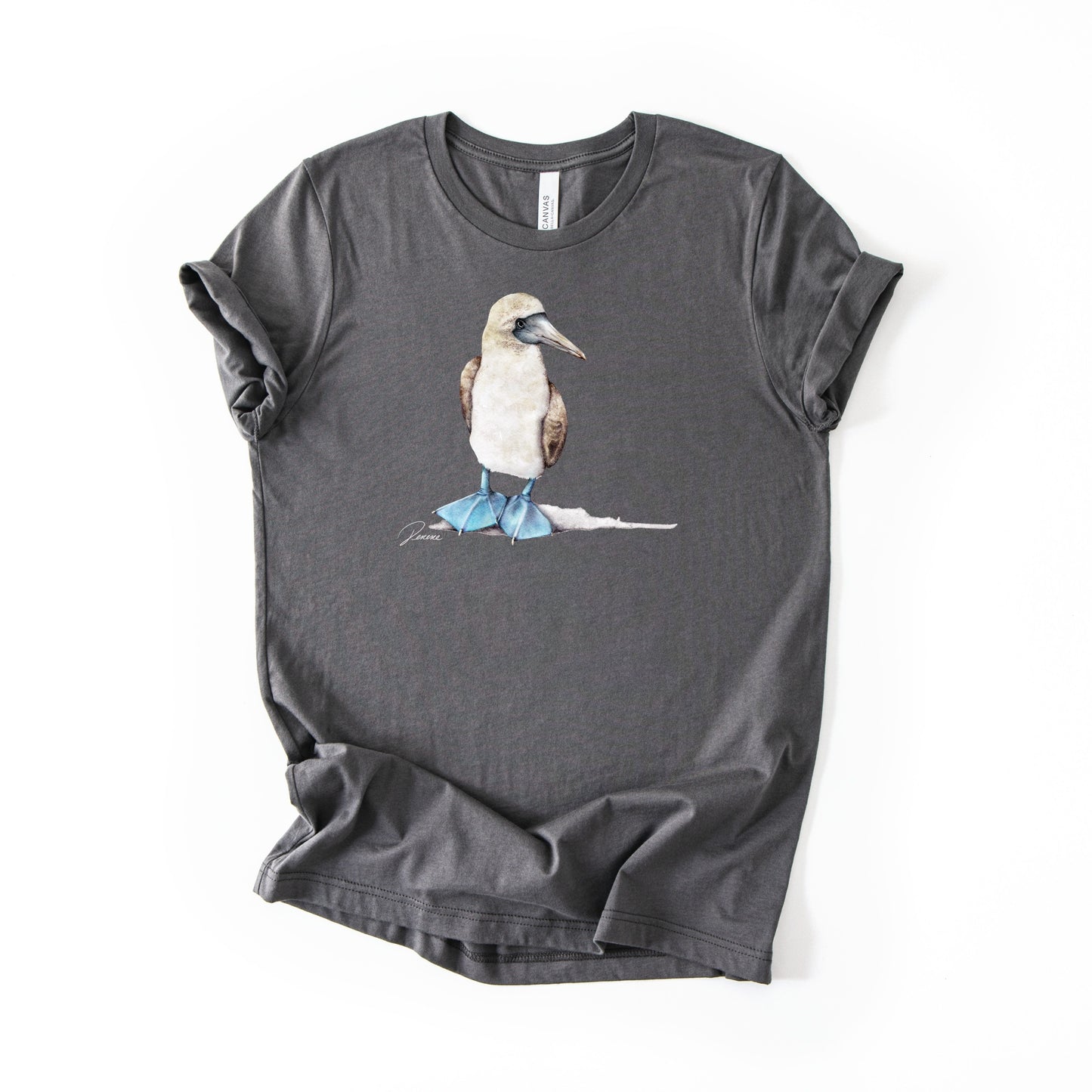 Blue-footed Booby (B+C)