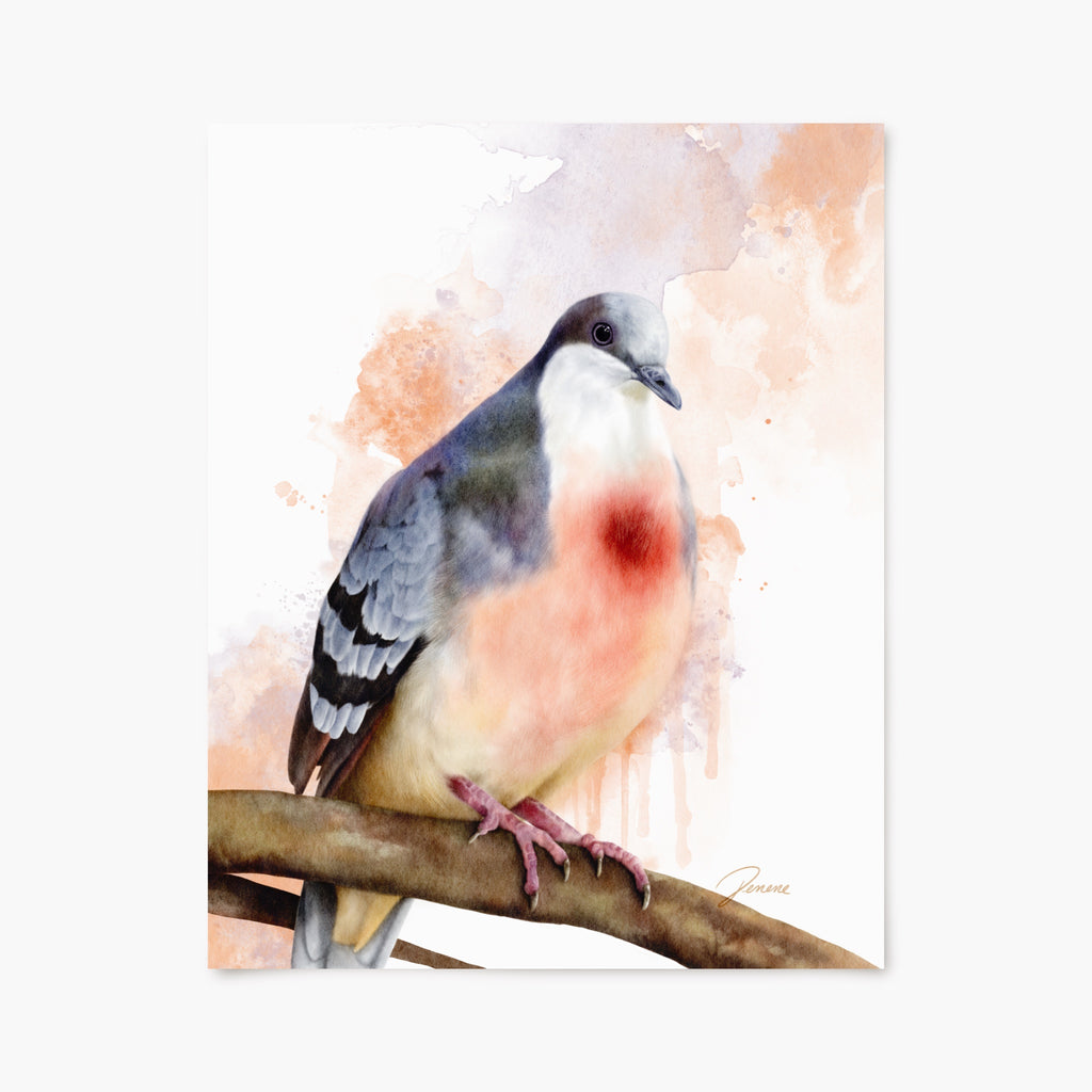 Art print of a bleeding-heart dove