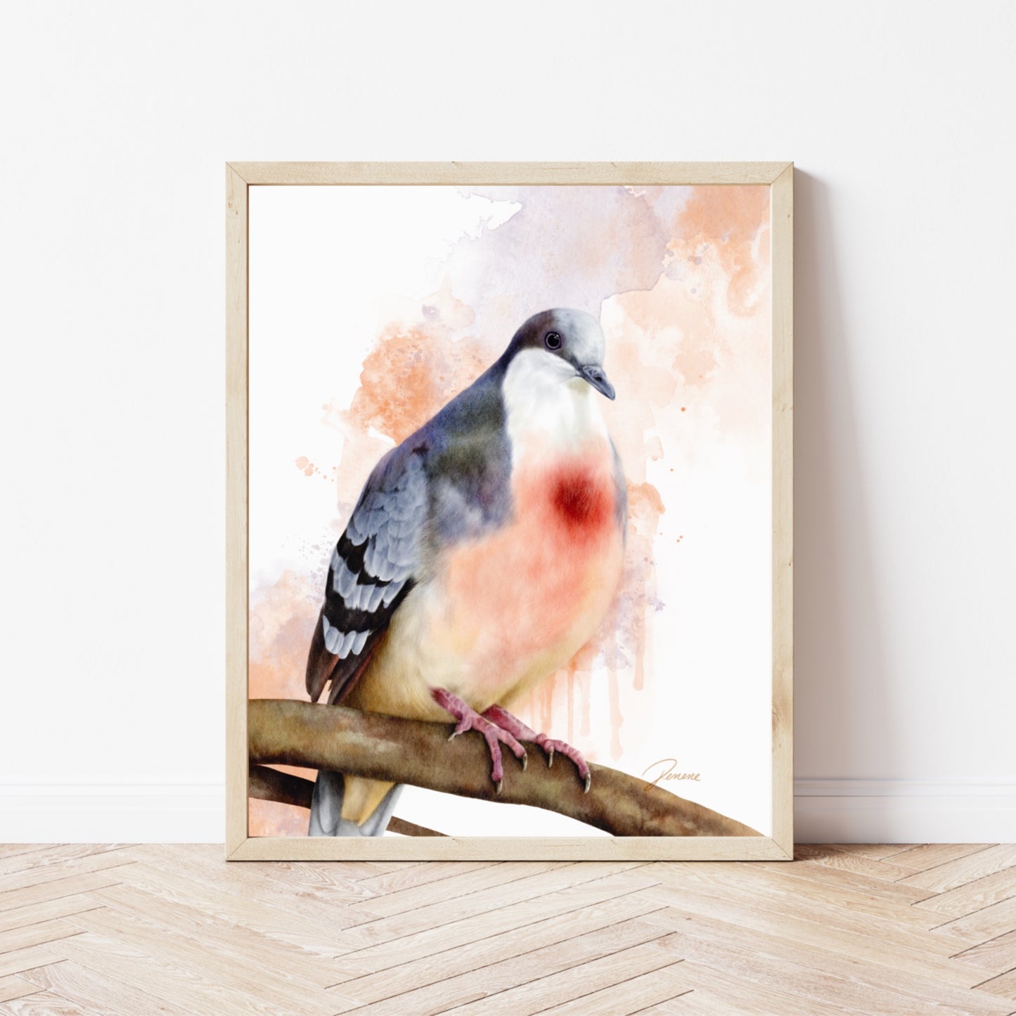 Bleeding-heart Dove