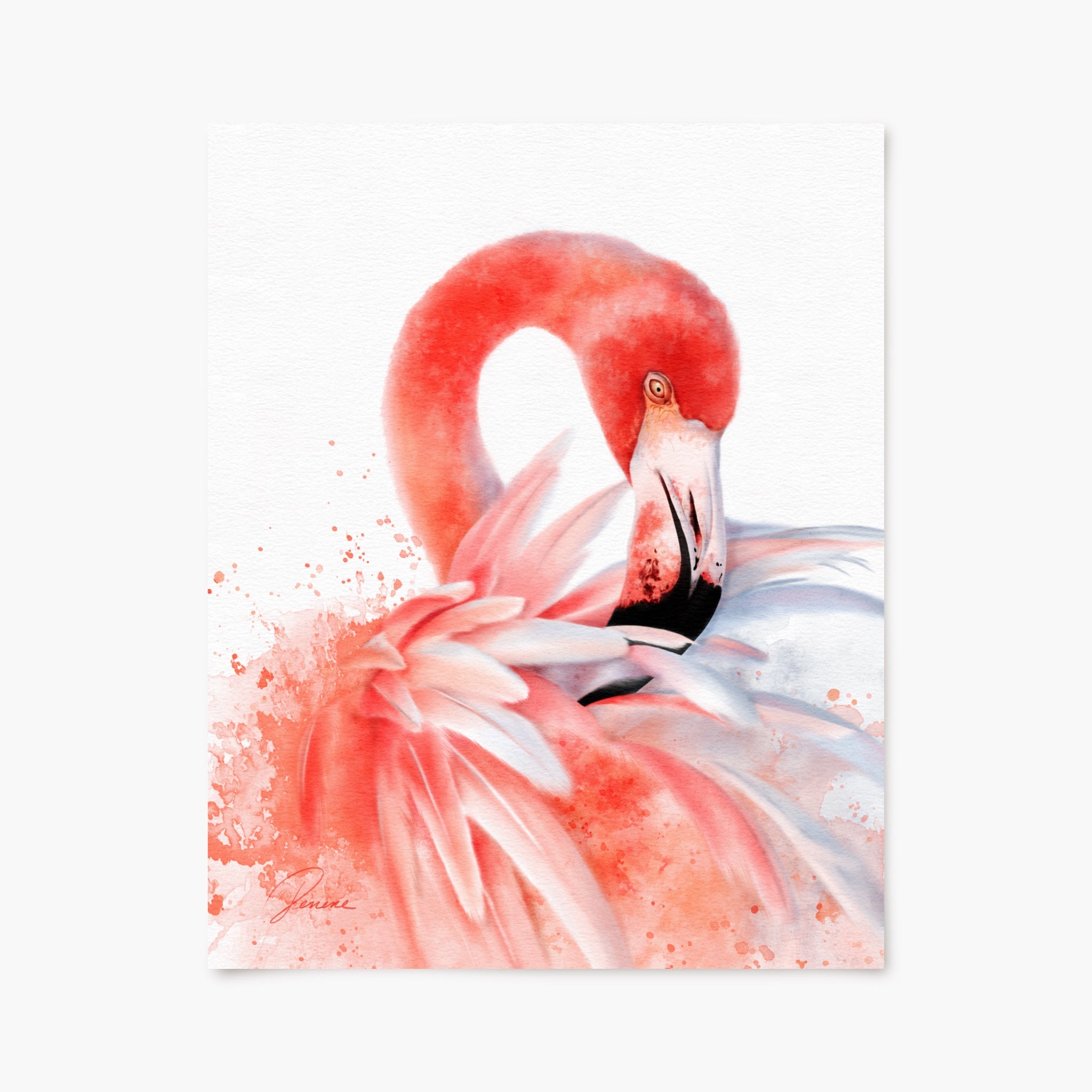 Flamingo