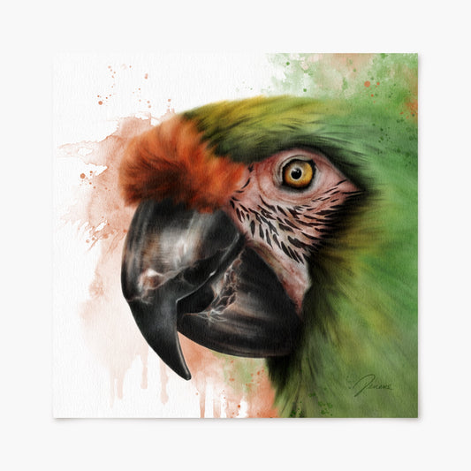 Military Macaw