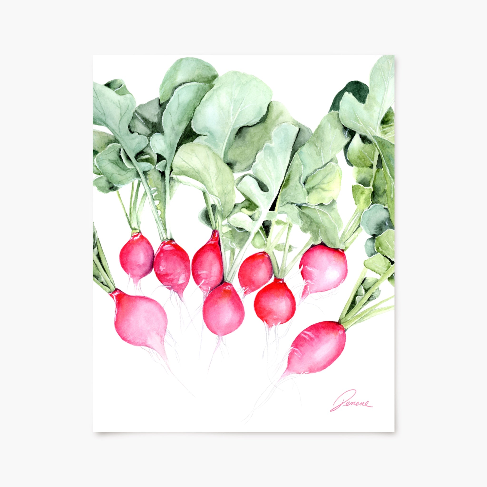 Radishes