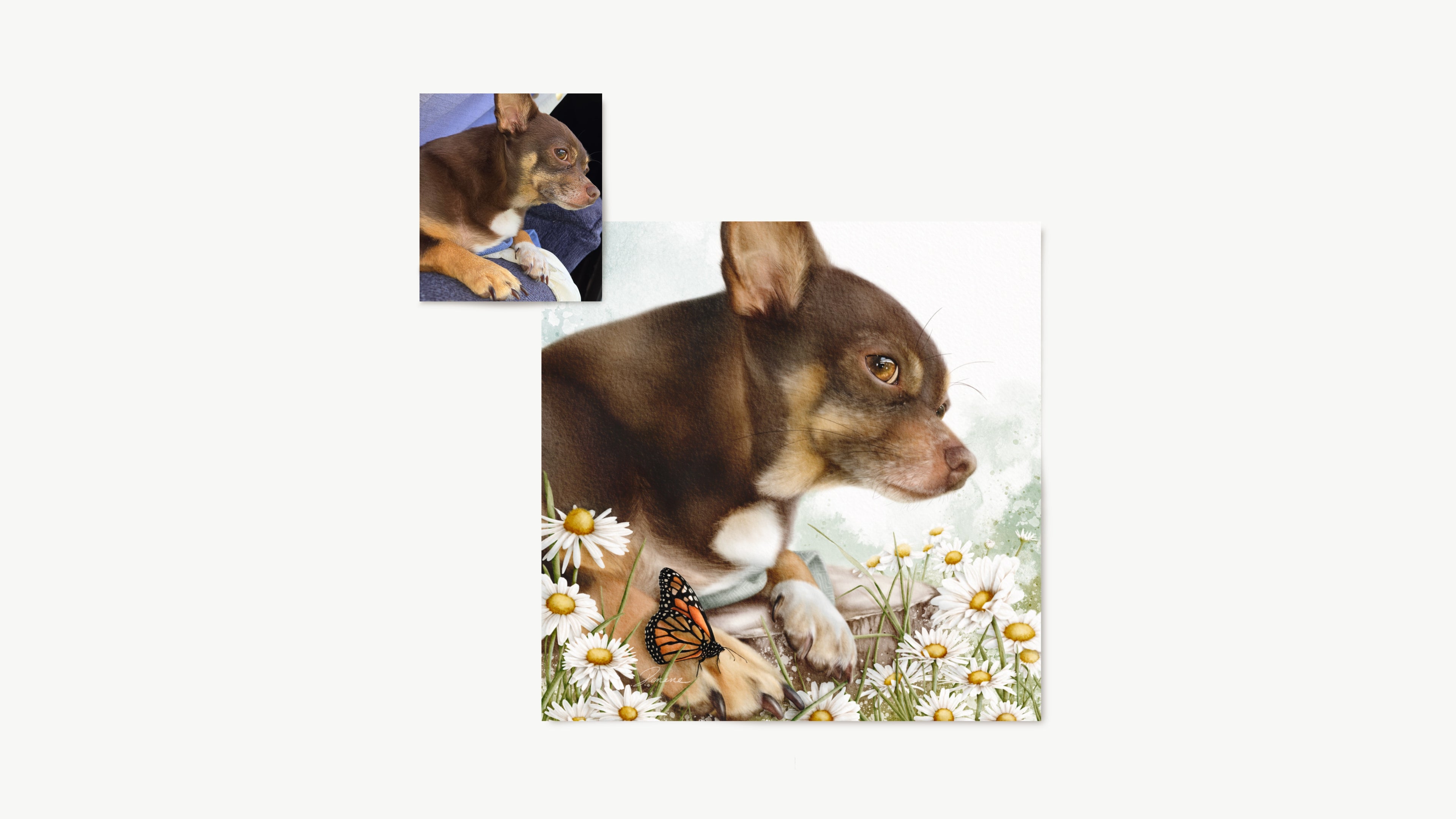 Custom pet portrait. Small dog with a butterfly on a white background