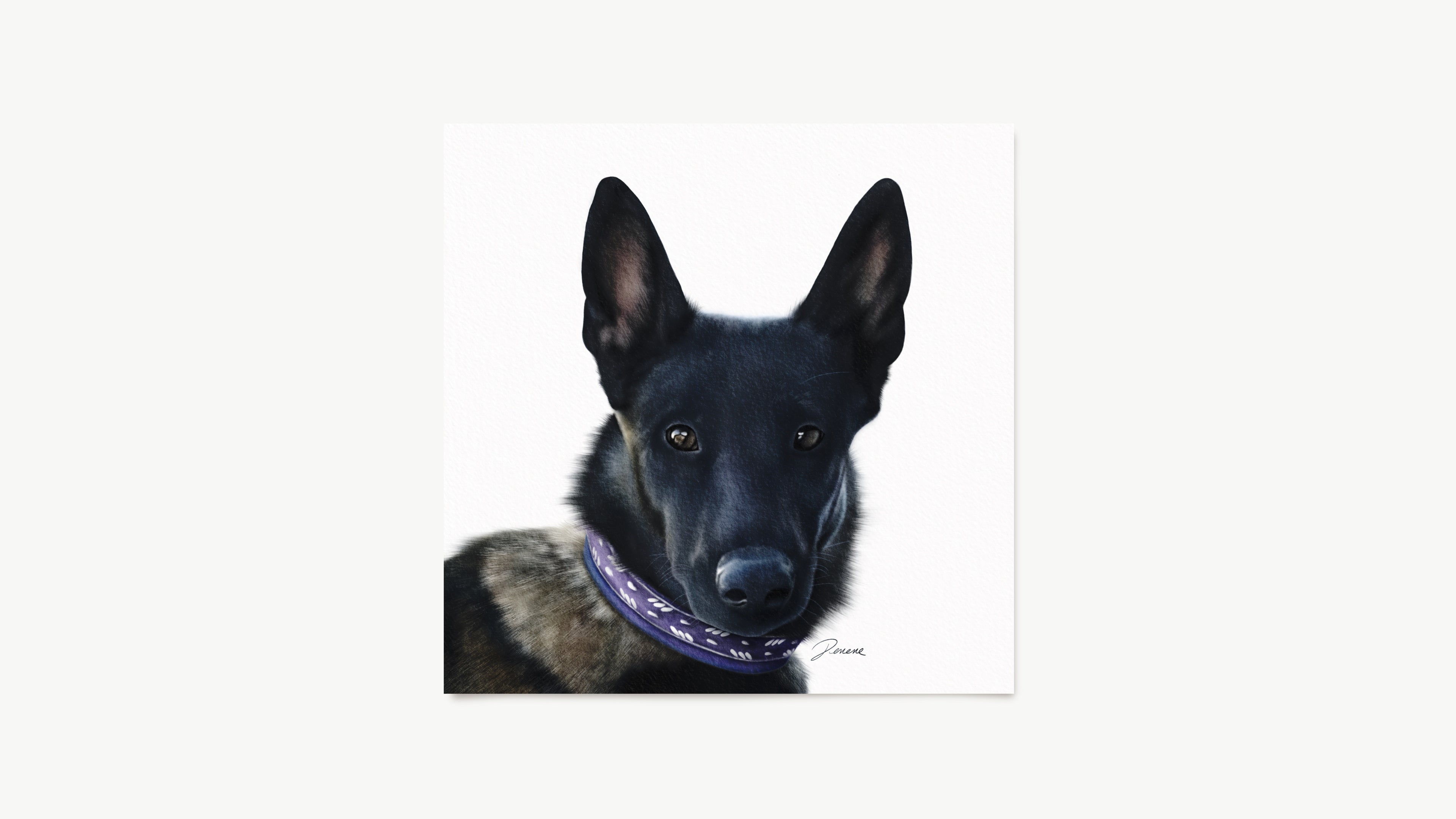 Custom pet portrait. Black dog wearing a purple collar on a white background