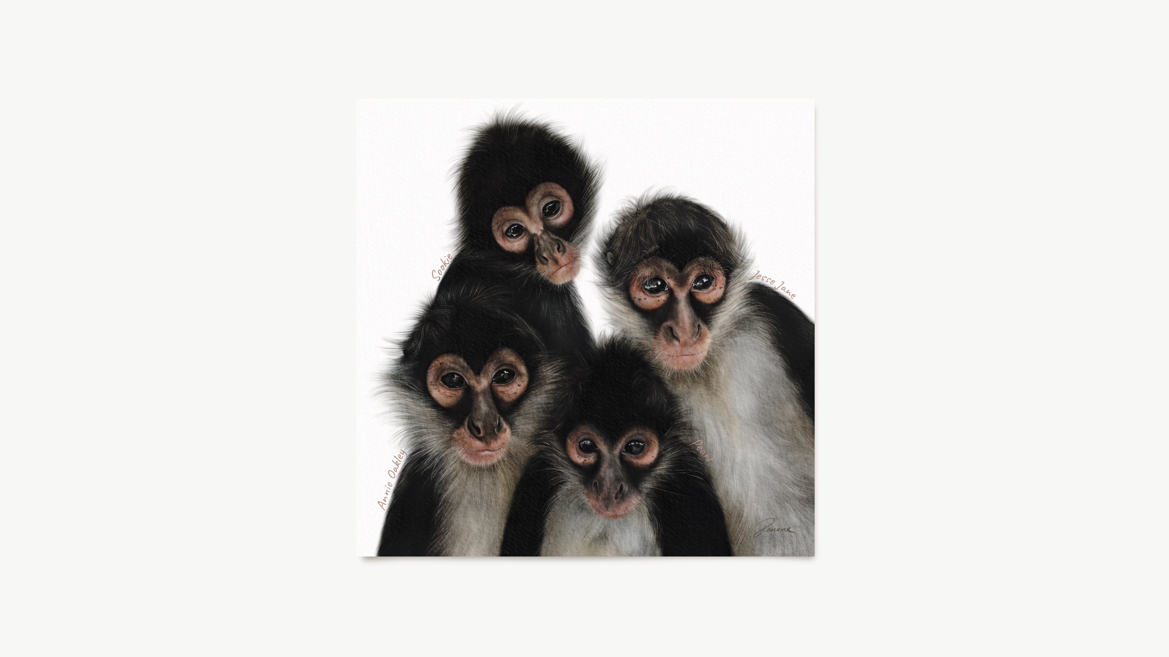 Custom pet portrait. Four spider monkeys on a white background