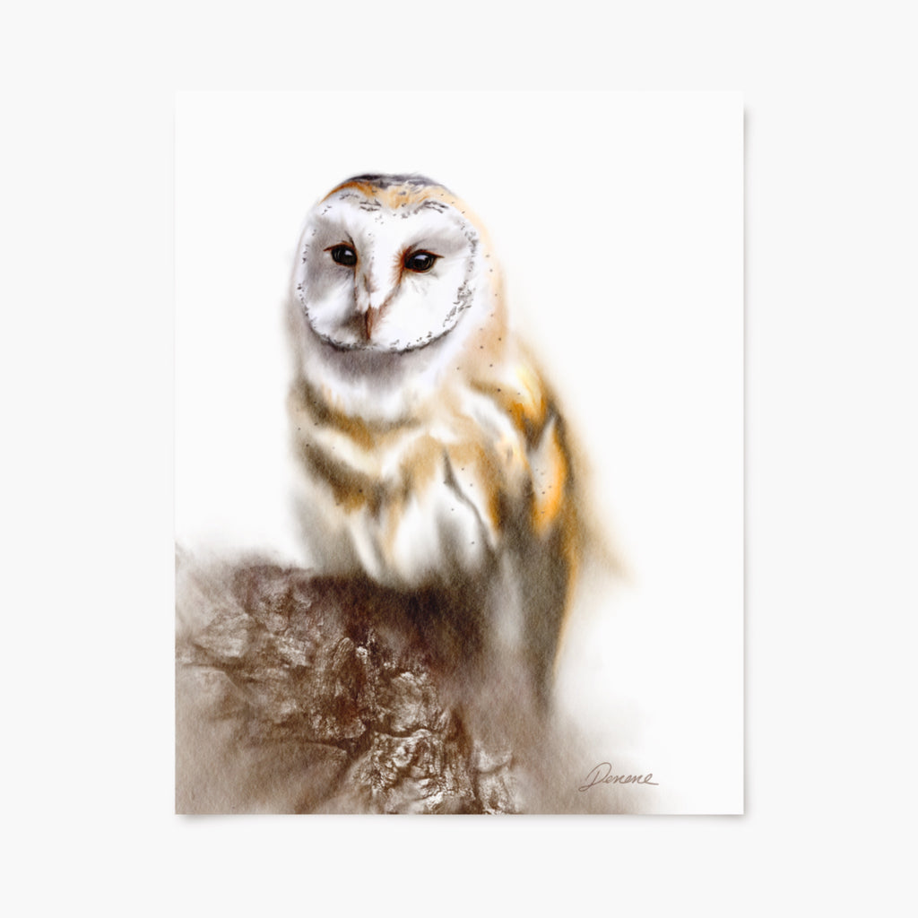 art print of a barn owl on a white background