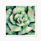 Close-up of a green succulent plant art print