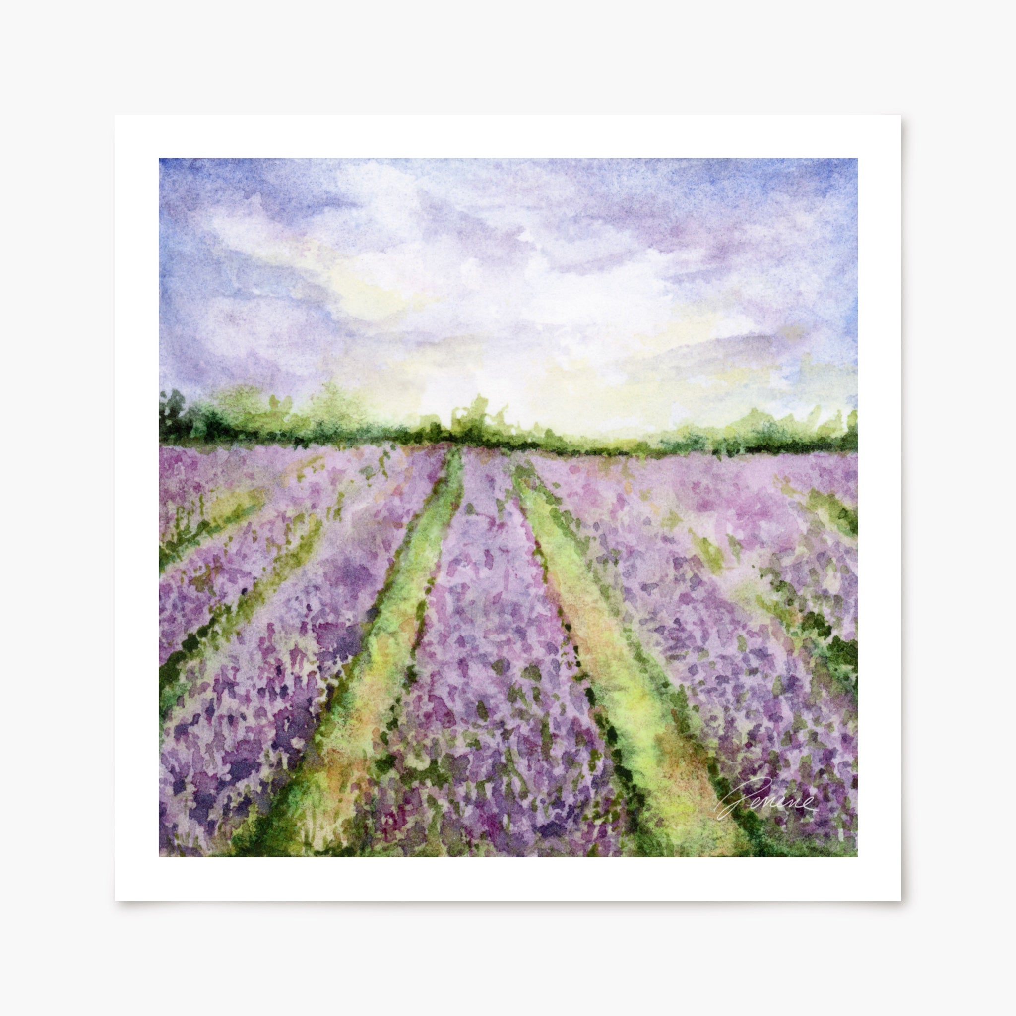 Lavender Field