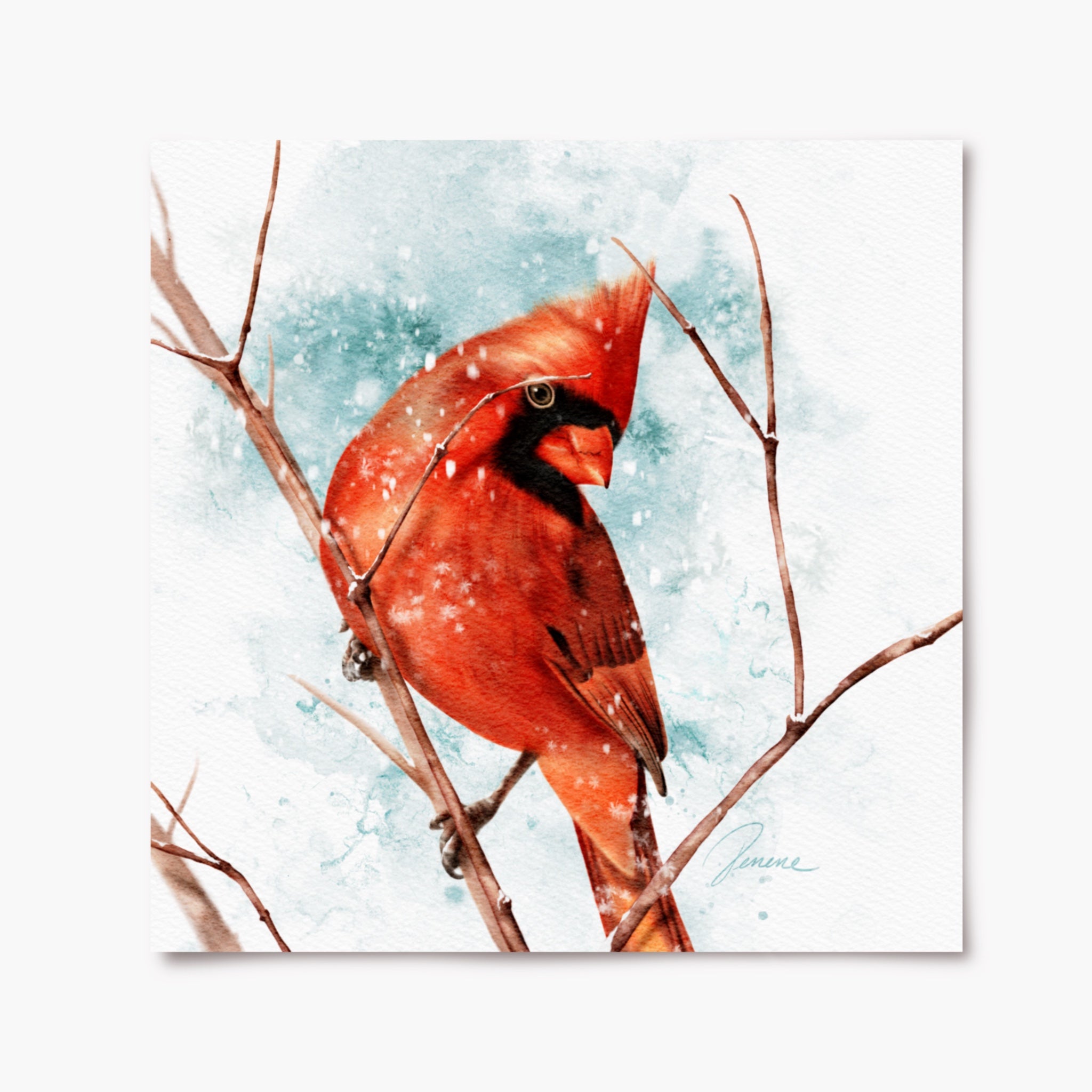 Winter Cardinal